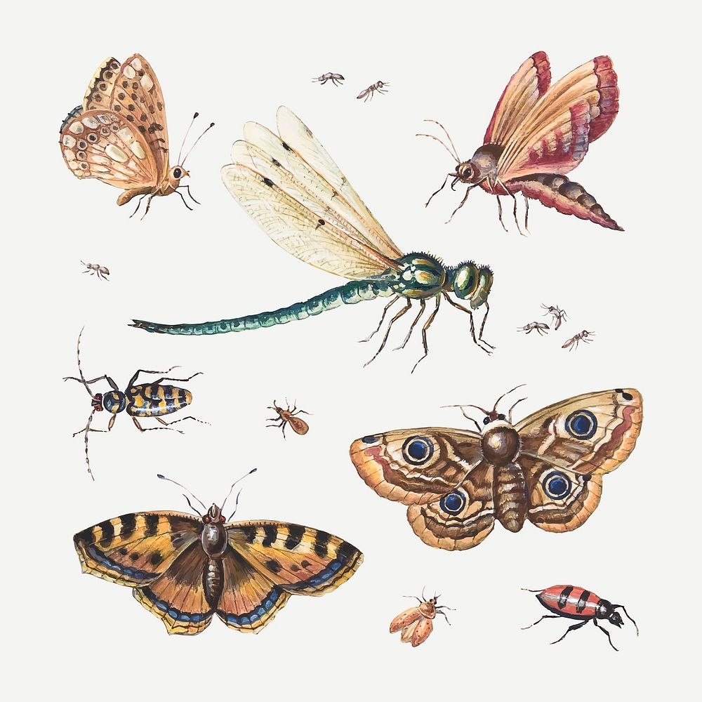 Insects, butterflies, dragonfly vector set, remixed from artworks by Jan van Kessel