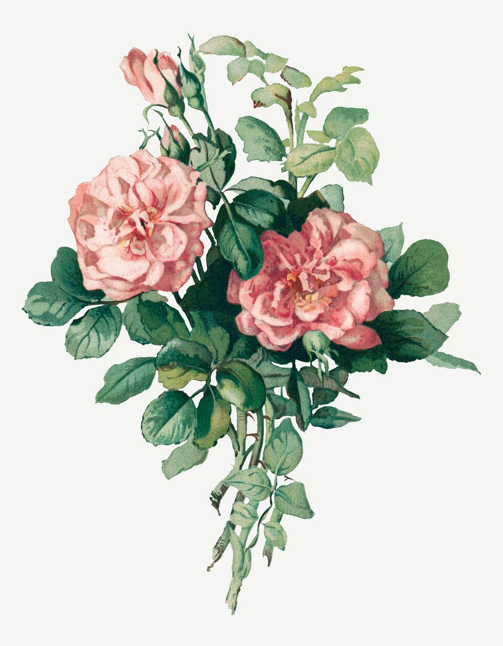 Vintage rose flower illustration psd, remix from artworks by L. Prang & Co.