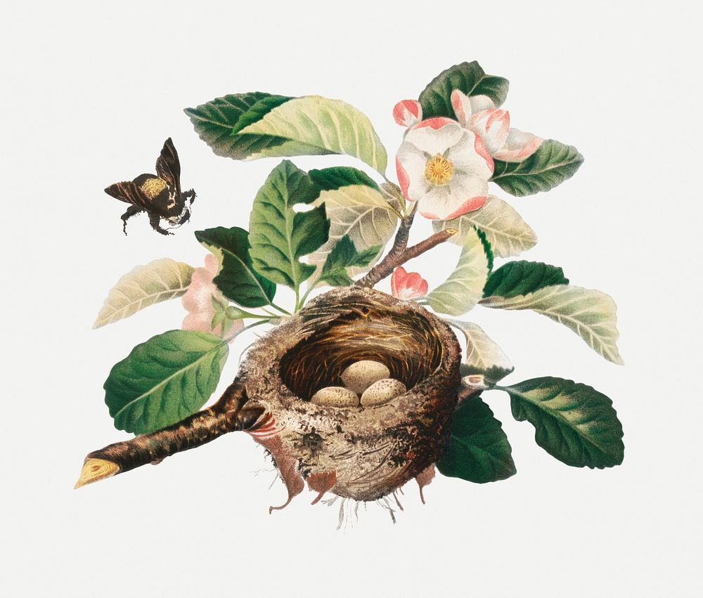 Vintage apple blossoms and bird's nest illustration psd, remix from artworks by L. Prang & Co.