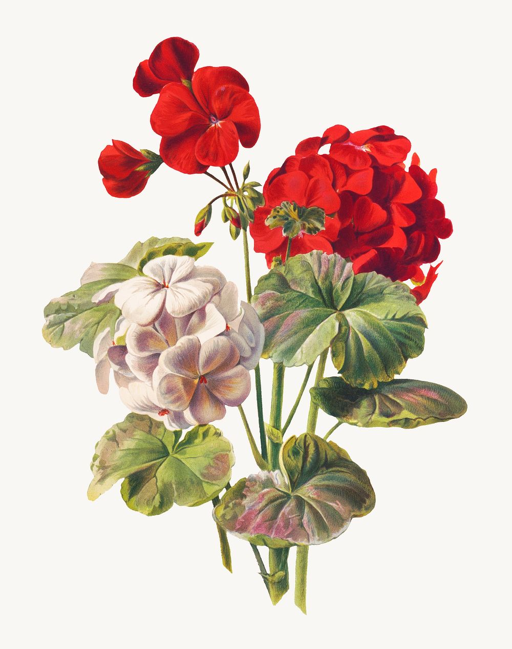 Vintage geranium flower illustration psd, remix from artworks by L. Prang & Co.
