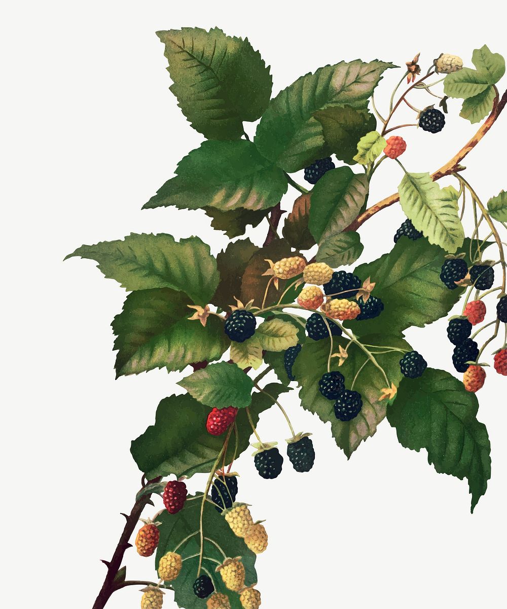 Vintage blackberries illustration vector, remix from artworks by L. Prang & Co.