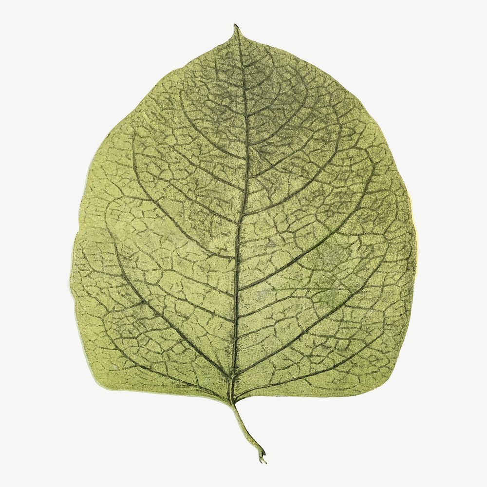 Vintage leaf botanical illustration vector, remix from Weltall und Menschheit book