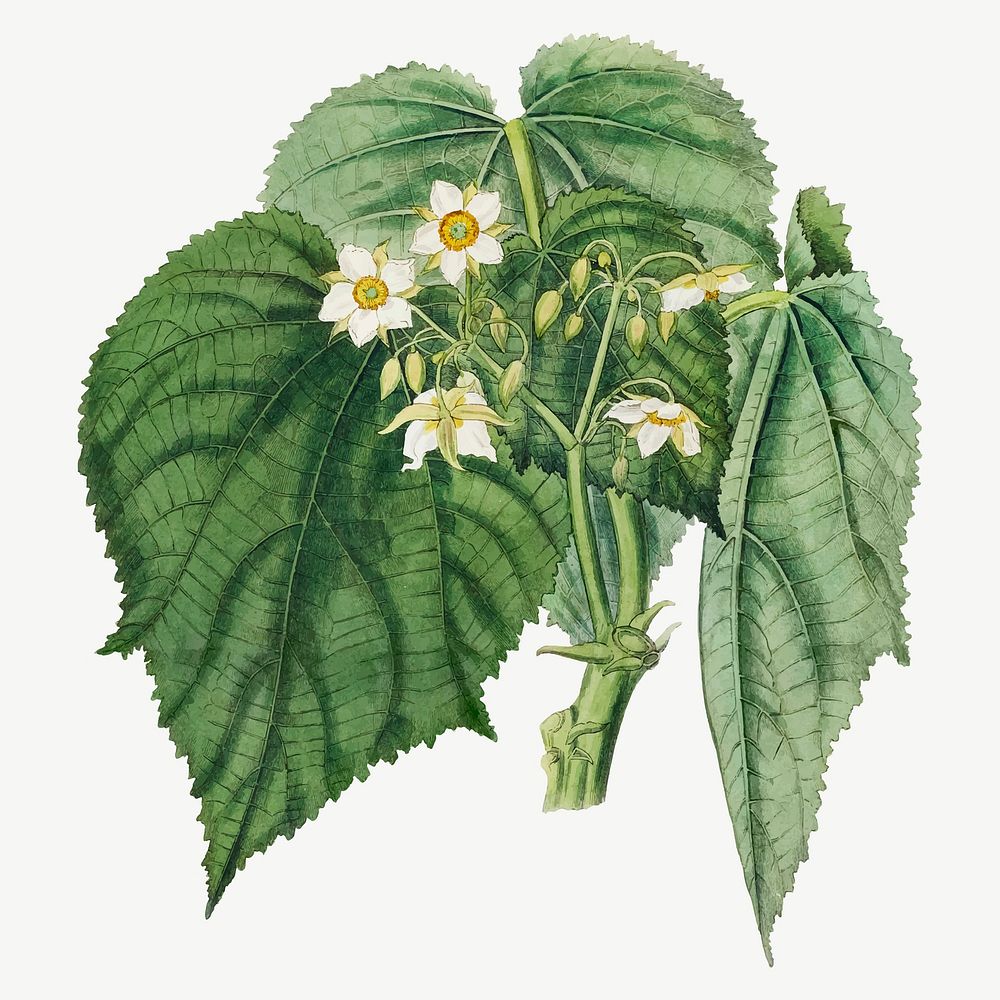 Vintage white flower vector botanical illustration, remix from artworks by John Curtis