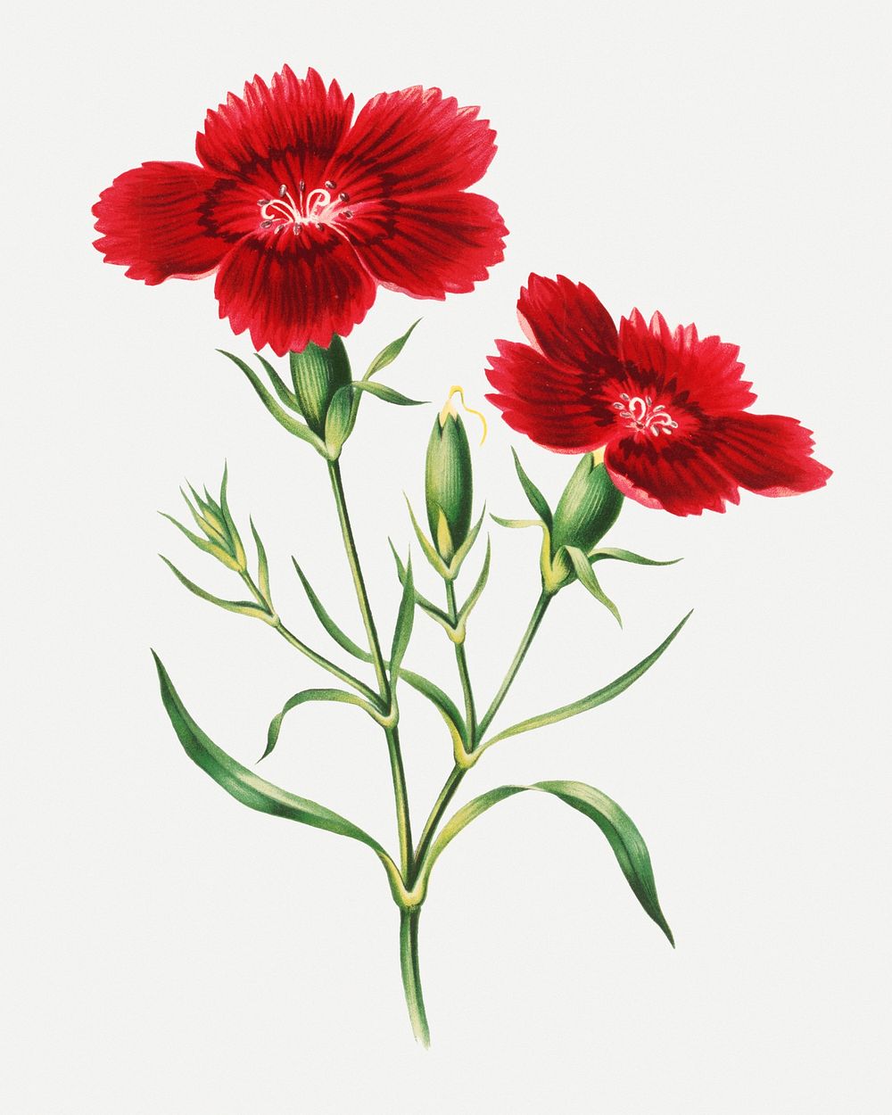 Vintage red flower illustration psd, remix from artworks by Currier & Ives