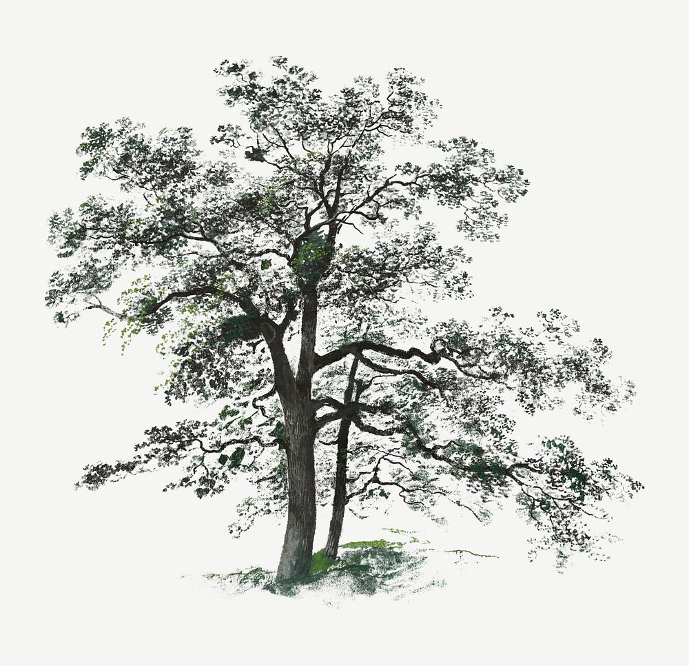 Vintage tree illustration psd, remix from artworks by Johann Jacob Dorner