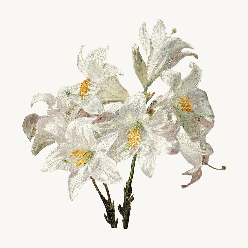 Vintage lily flower botanical illustration, remix from artworks by Henri Fantin&ndash;Latour
