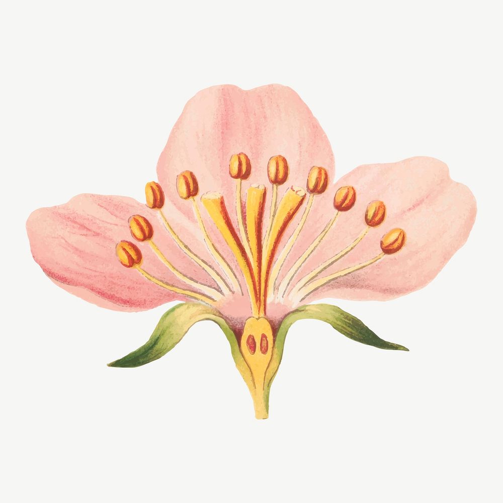 Vintage rose flower part botanical illustration vector, remix from artworks by L. Prang & Co.