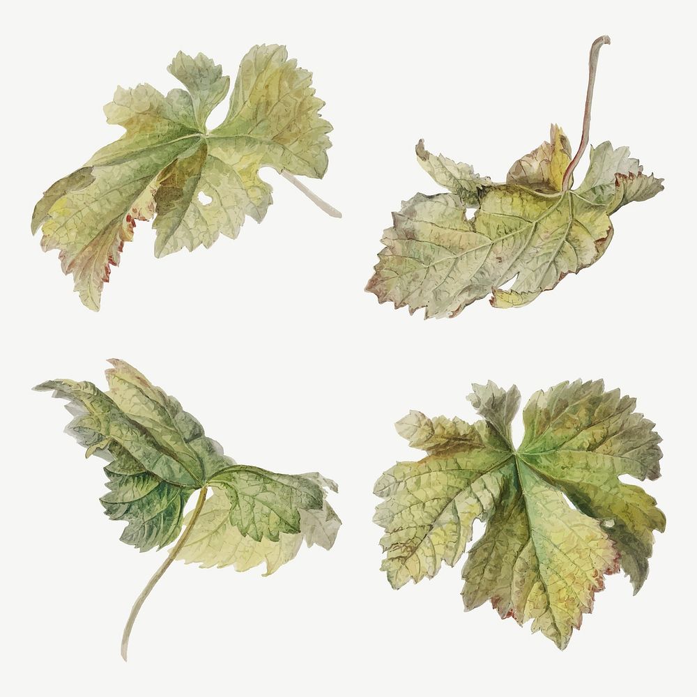 Vintage leaf botanical illustration vector set, remix from artworks by Willem van Leen