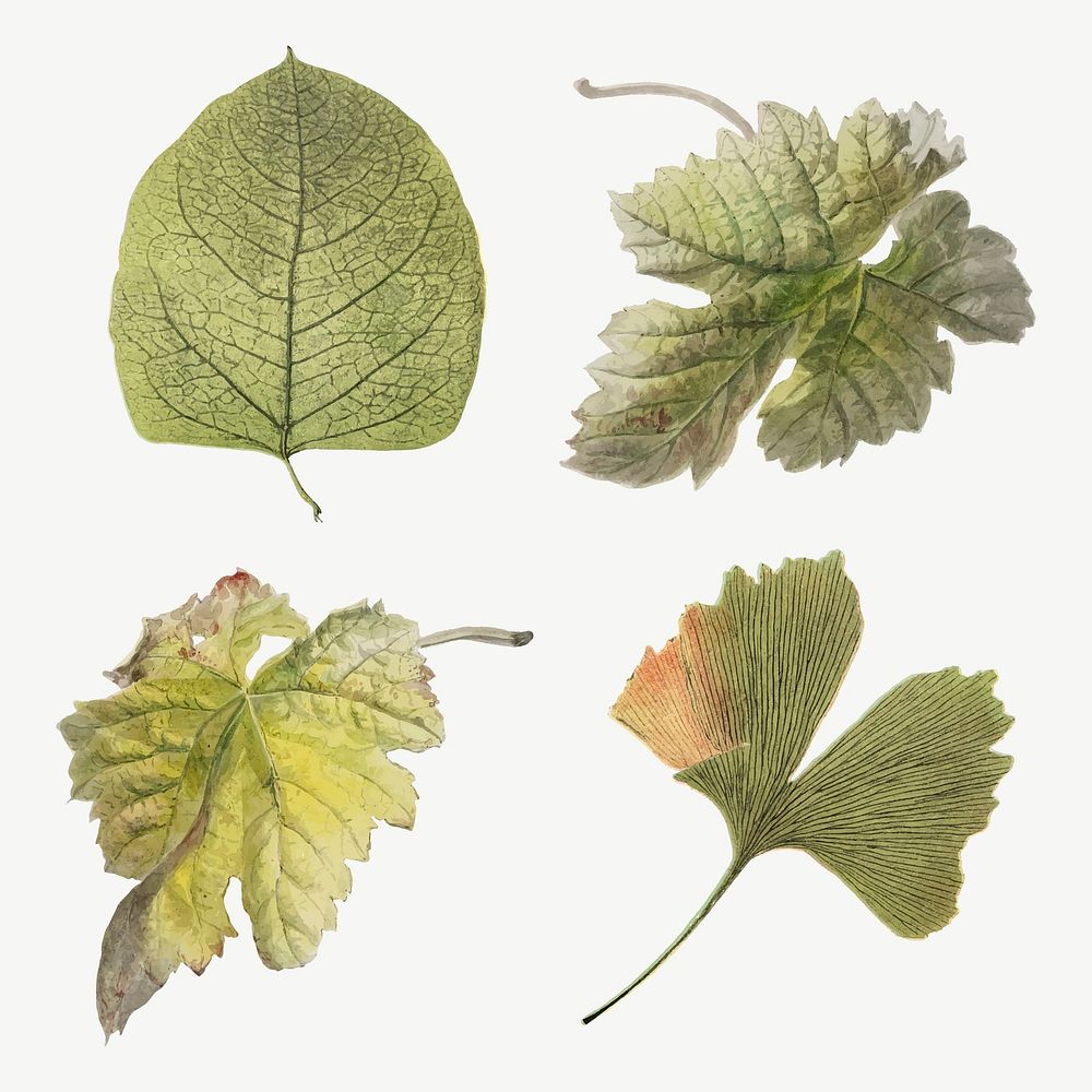 Vintage leaf botanical illustration vector set