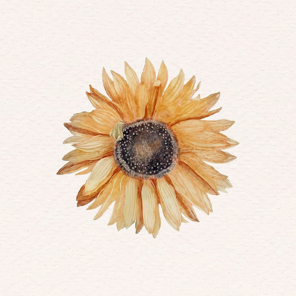 Orange sunflower vintage psd illustration 