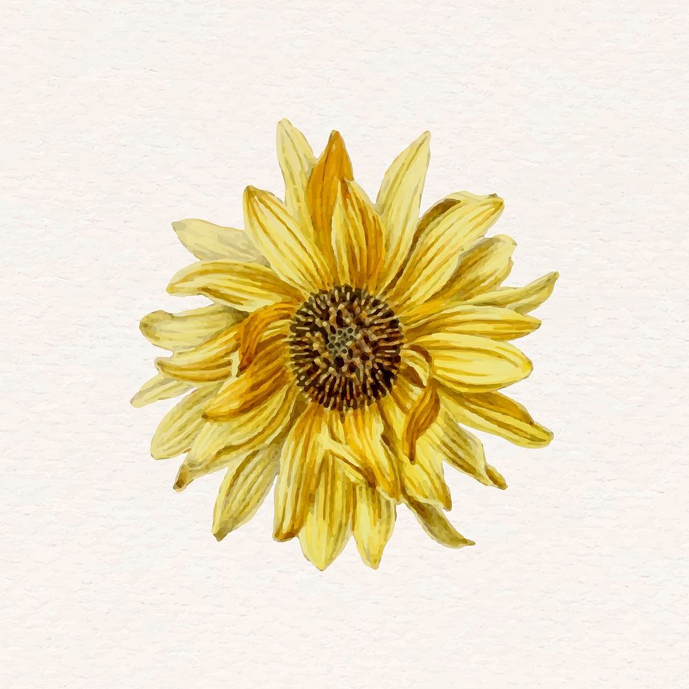 Sunflower vector watercolor yellow flower sticker