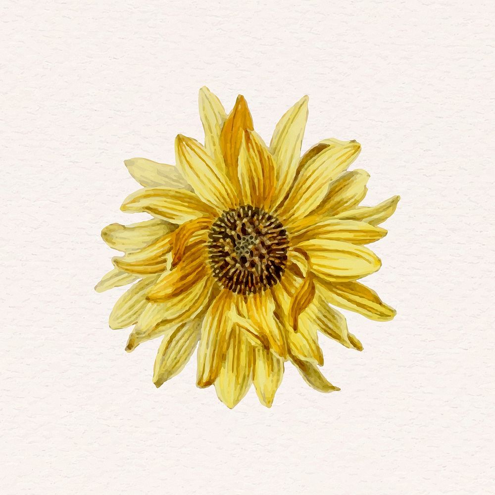 Yellow sunflower watercolor psd illustration