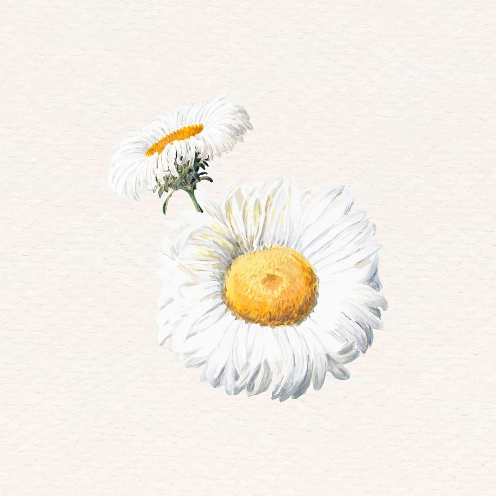 Daisy vintage vector white flower
