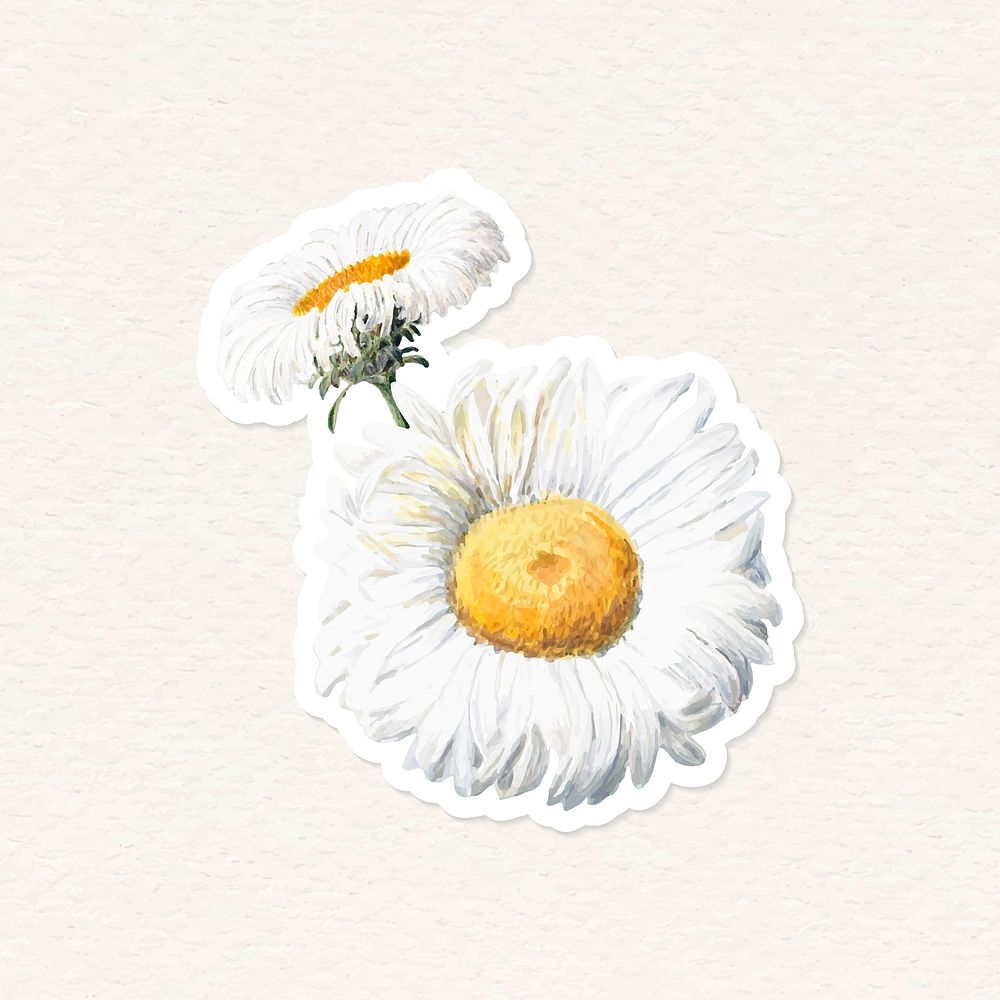 Daisy hand drawn vector flower cut out