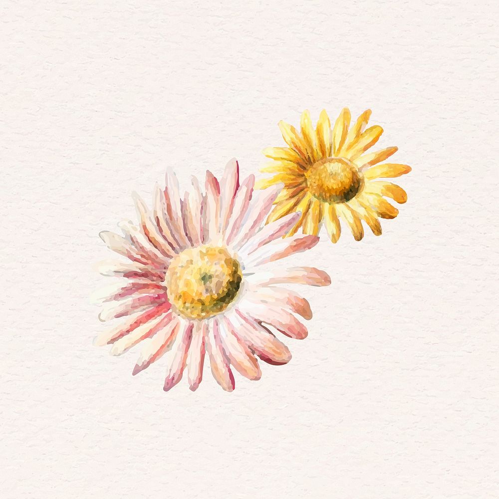 pink yellow daisy psd illustration