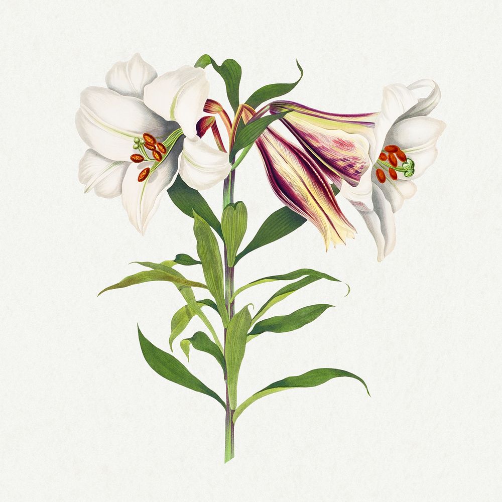Vintage Japanese lily flower illustration botanical wall art