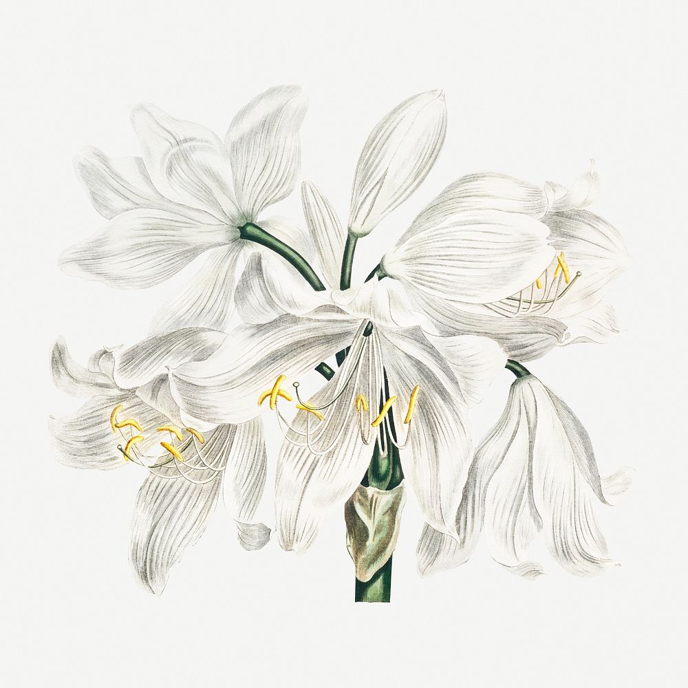Vintage white cape&ndash;coast lily flower illustration botanical art print