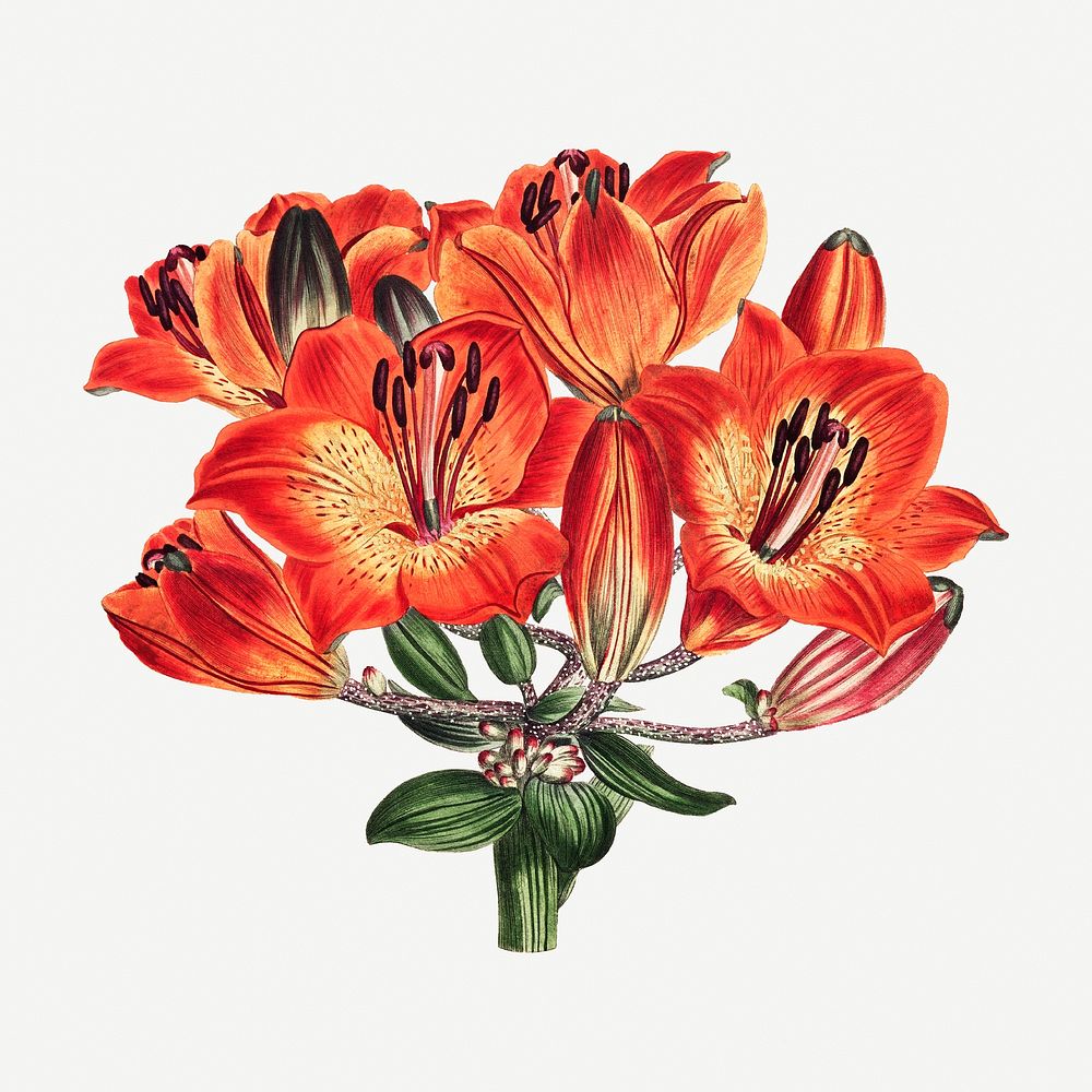 Vintage orange lily flower illustration botanical art print