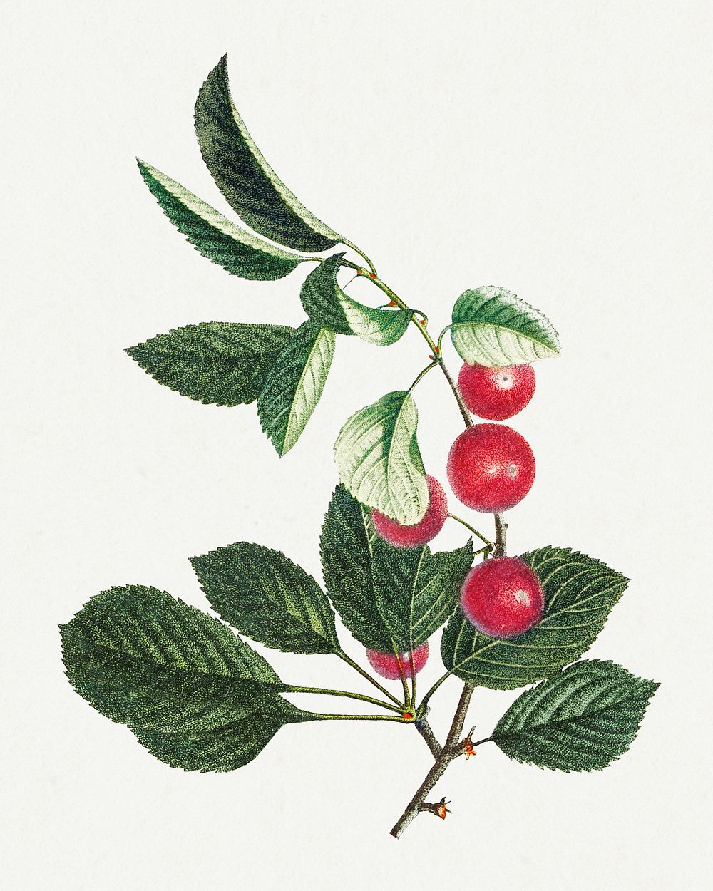 Vintage red cherry fruit branch design element