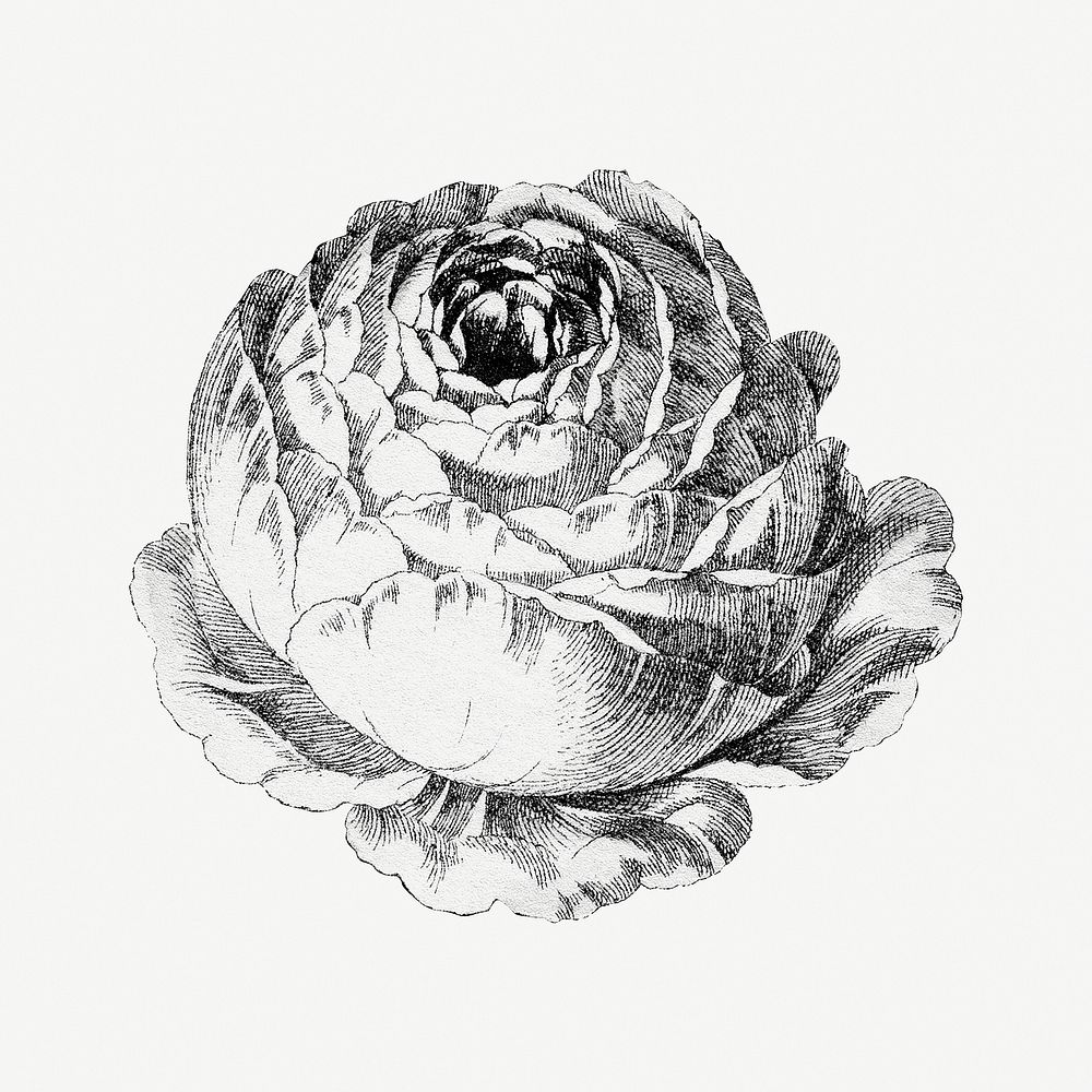 Vintage black and white cabbage provence rose flower design element