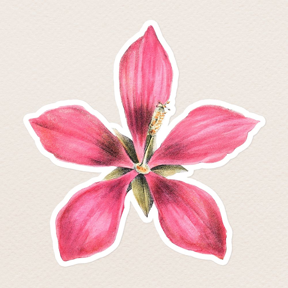 Vintage pink ketmia flower sticker with white border