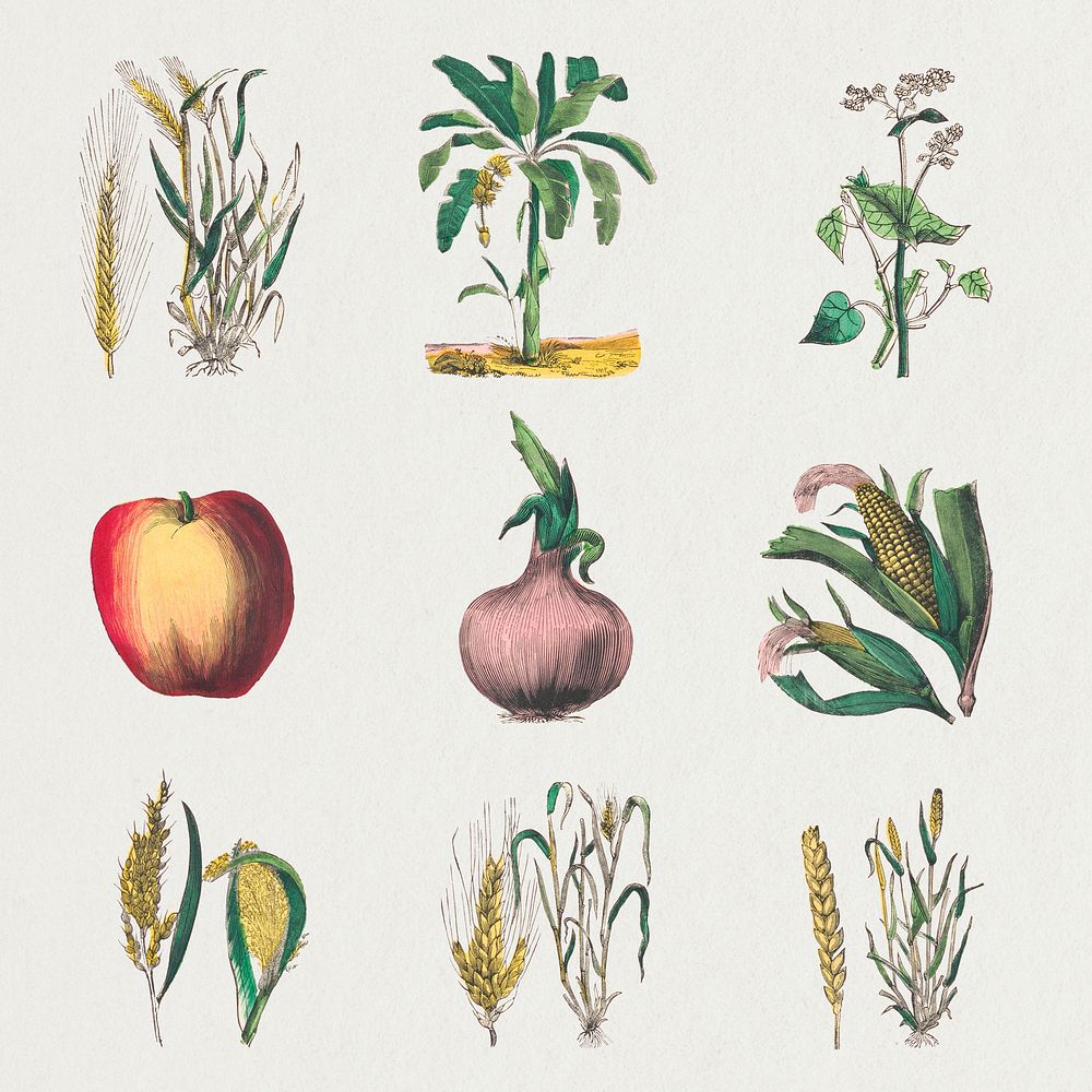 Vintage botanical art print set, remix from artworks by by Marcius Willson and N.A. Calkins
