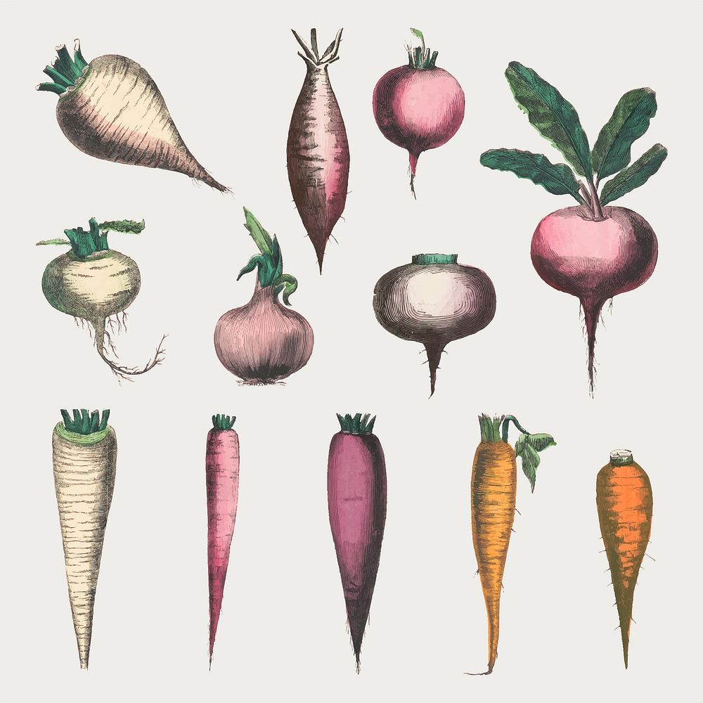Root vegetable vector set, remix from artworks by by Marcius Willson and N.A. Calkins