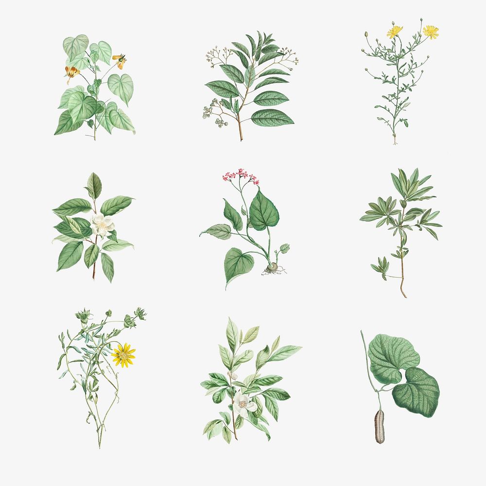 Set of antique botanical leaves vector