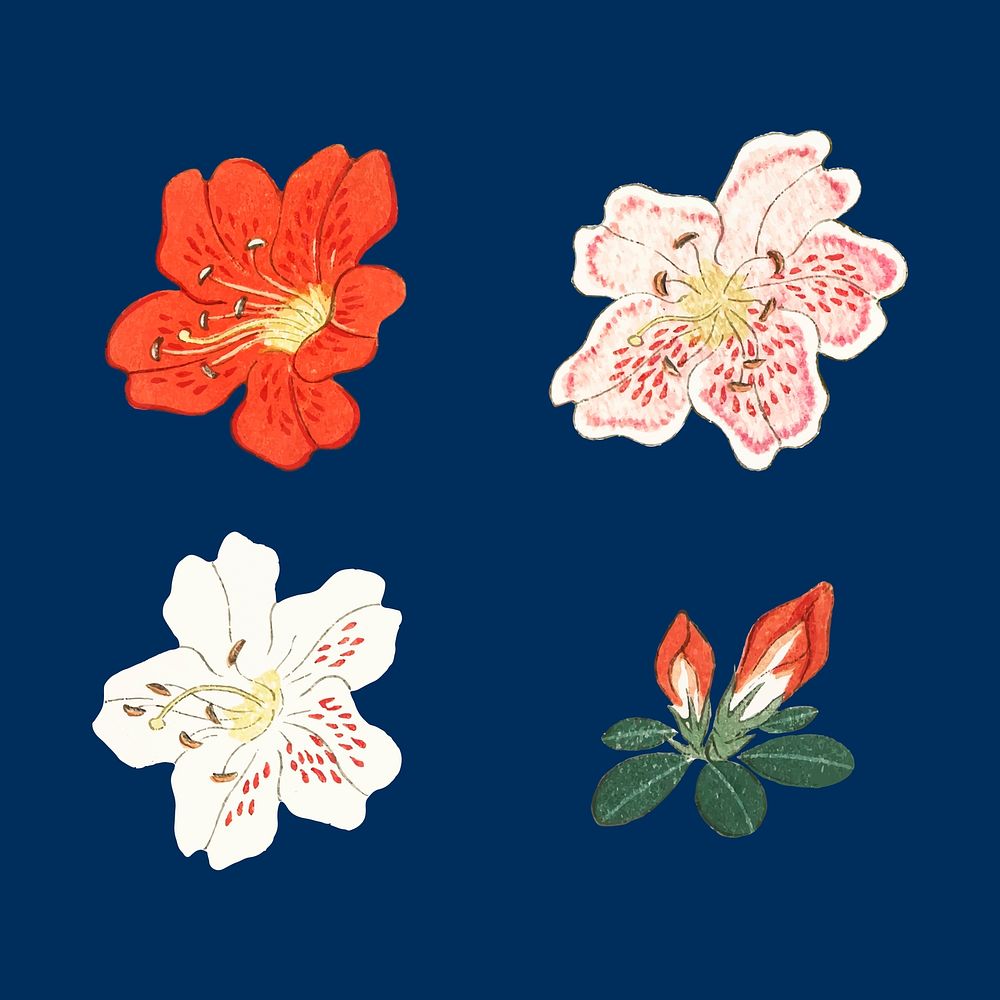 Japanese azalea floral ornamental vector element set, artwork remix from original print by Watanabe Seitei