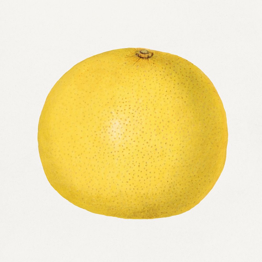 Vintage grapefruit illustration mockup. Digitally enhanced illustration from U.S. Department of Agriculture Pomological…