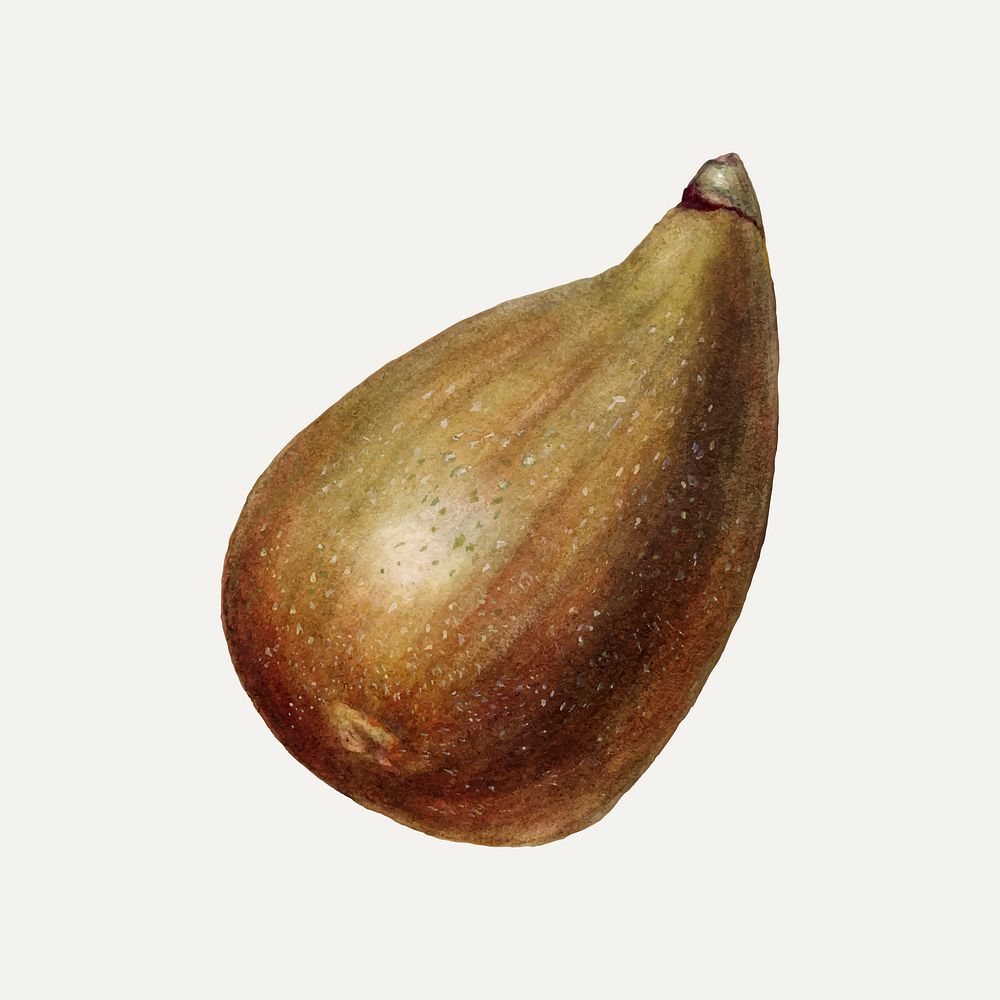 Vintage fig illustration vector. Digitally enhanced illustration from U.S. Department of Agriculture Pomological Watercolor…