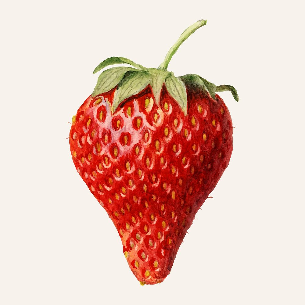 Vintage strawberry illustration vector. Digitally enhanced illustration from U.S. Department of Agriculture Pomological…