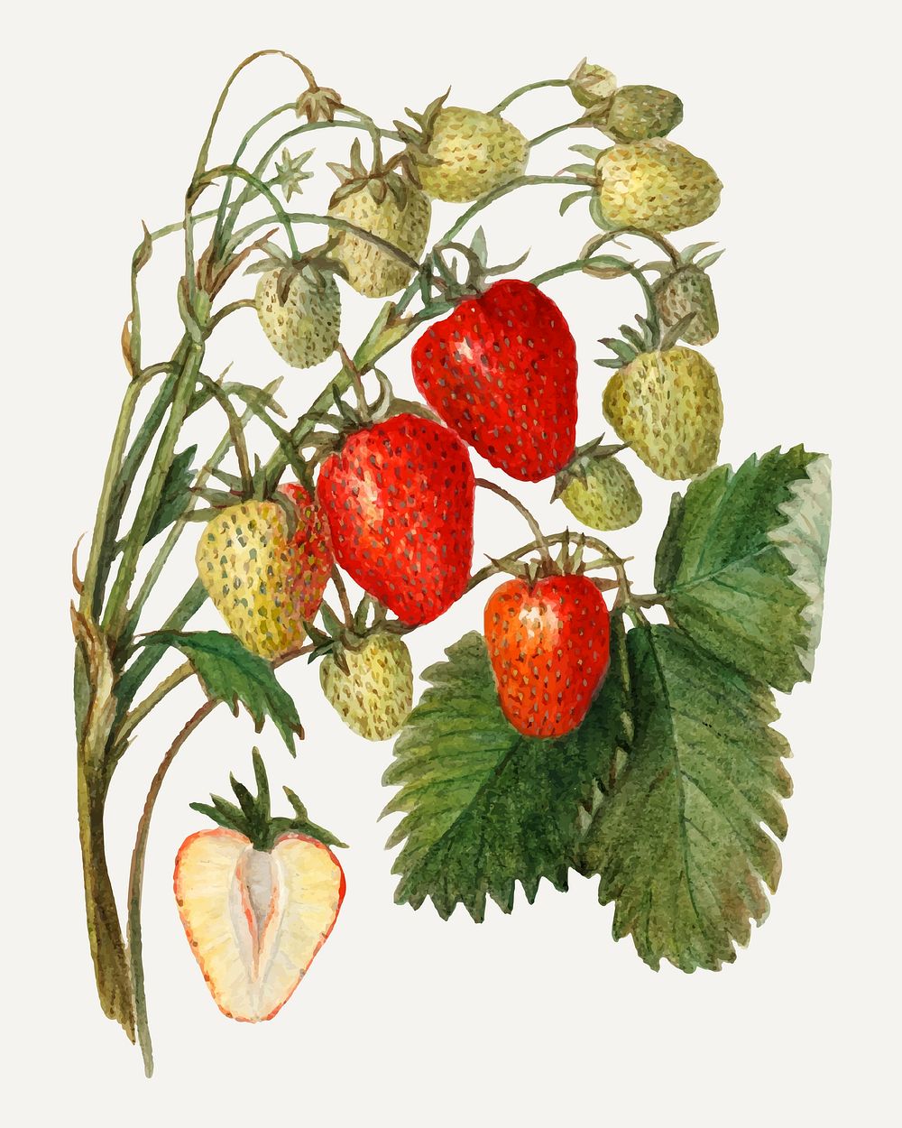 Vintage branch of strawberry illustration vector. Digitally enhanced illustration from U.S. Department of Agriculture…