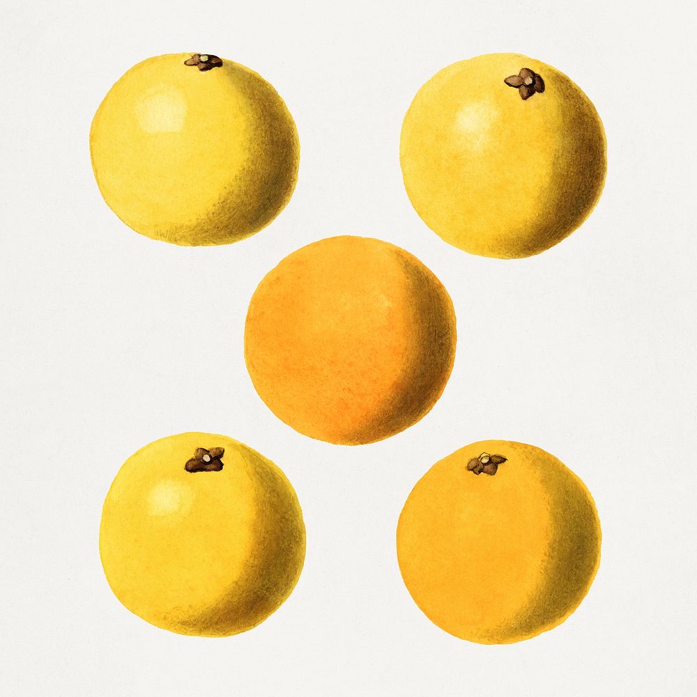 Vintage grapefruits illustration mockup. Digitally enhanced illustration from U.S. Department of Agriculture Pomological…