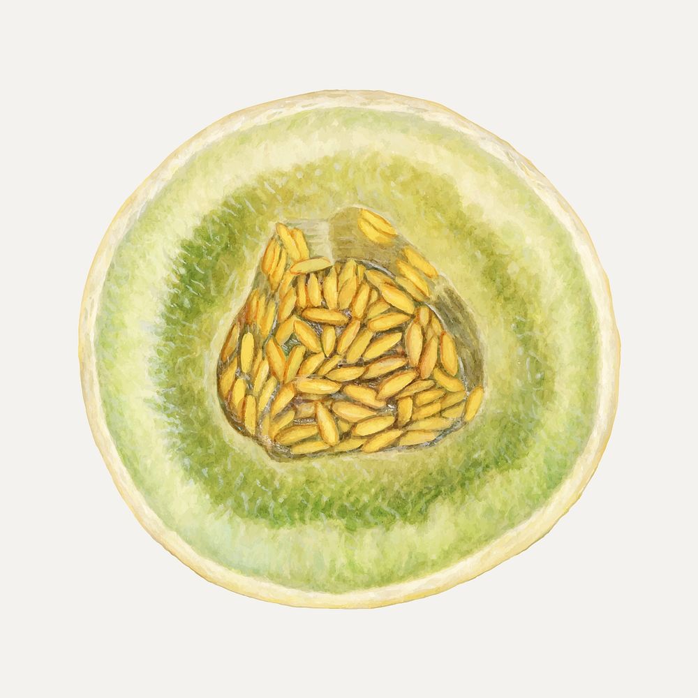 Vintage melon illustration vector. Digitally enhanced illustration from U.S. Department of Agriculture Pomological…