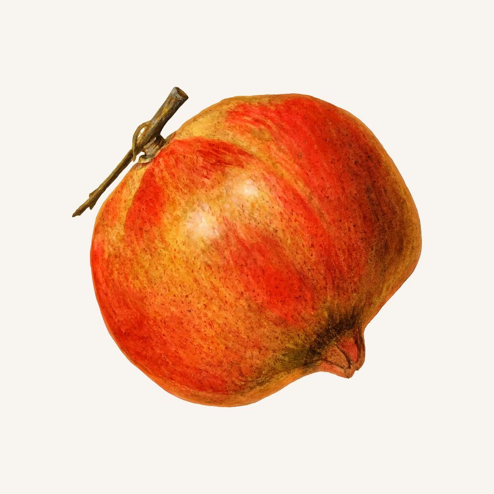 Vintage pomegranate illustration vector. Digitally enhanced illustration from U.S. Department of Agriculture Pomological…