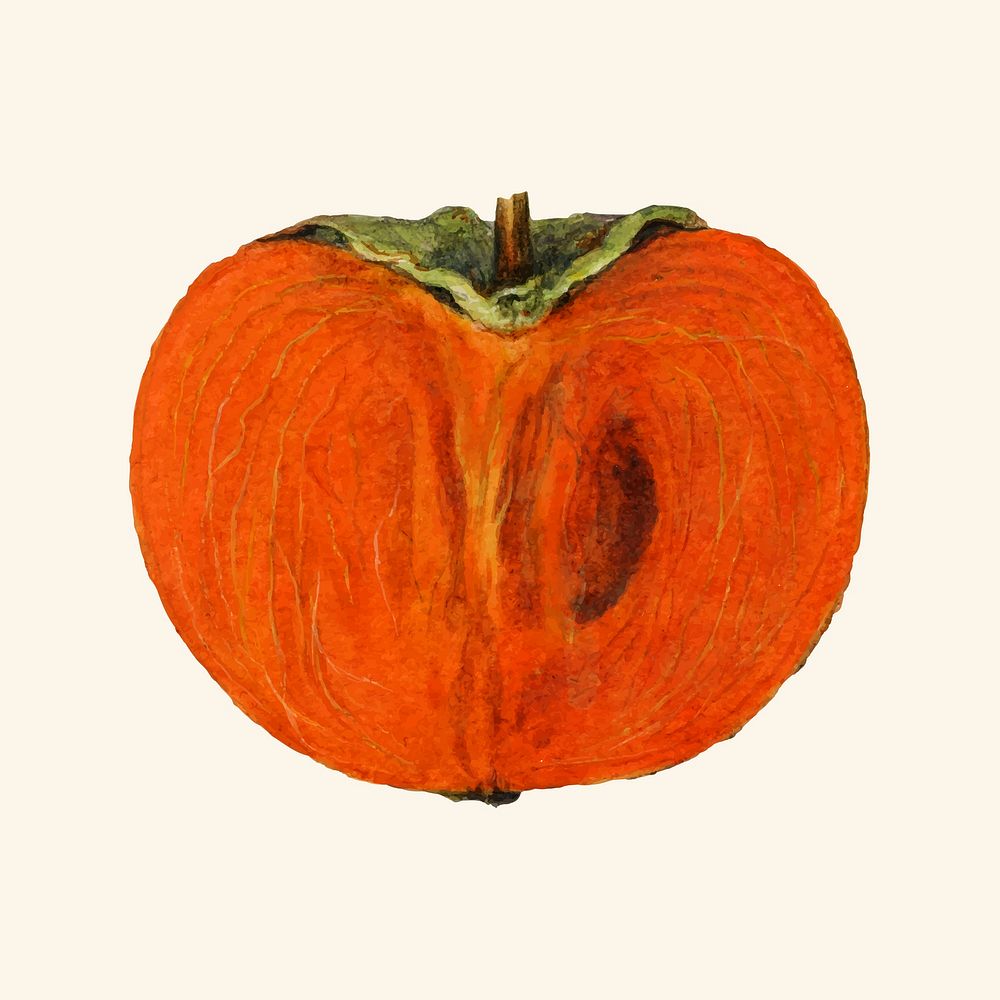 Vintage persimmon illustration vector. Digitally enhanced illustration from U.S. Department of Agriculture Pomological…