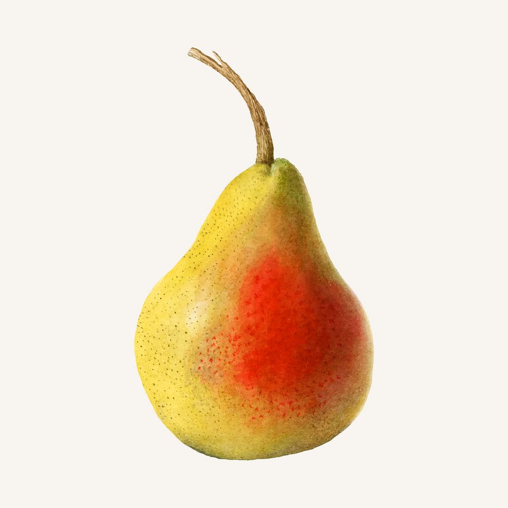 Vintage pear illustration vector. Digitally enhanced illustration from U.S. Department of Agriculture Pomological Watercolor…