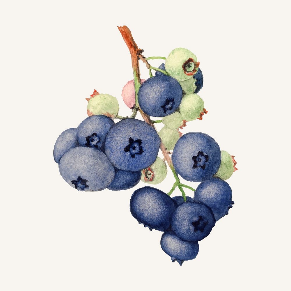 Vintage branch of bluberries illustration vector. Digitally enhanced illustration from U.S. Department of Agriculture…