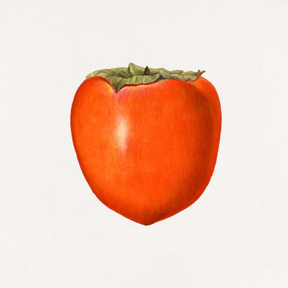 Vintage persimmon illustration mockup. Digitally enhanced illustration from U.S. Department of Agriculture Pomological…