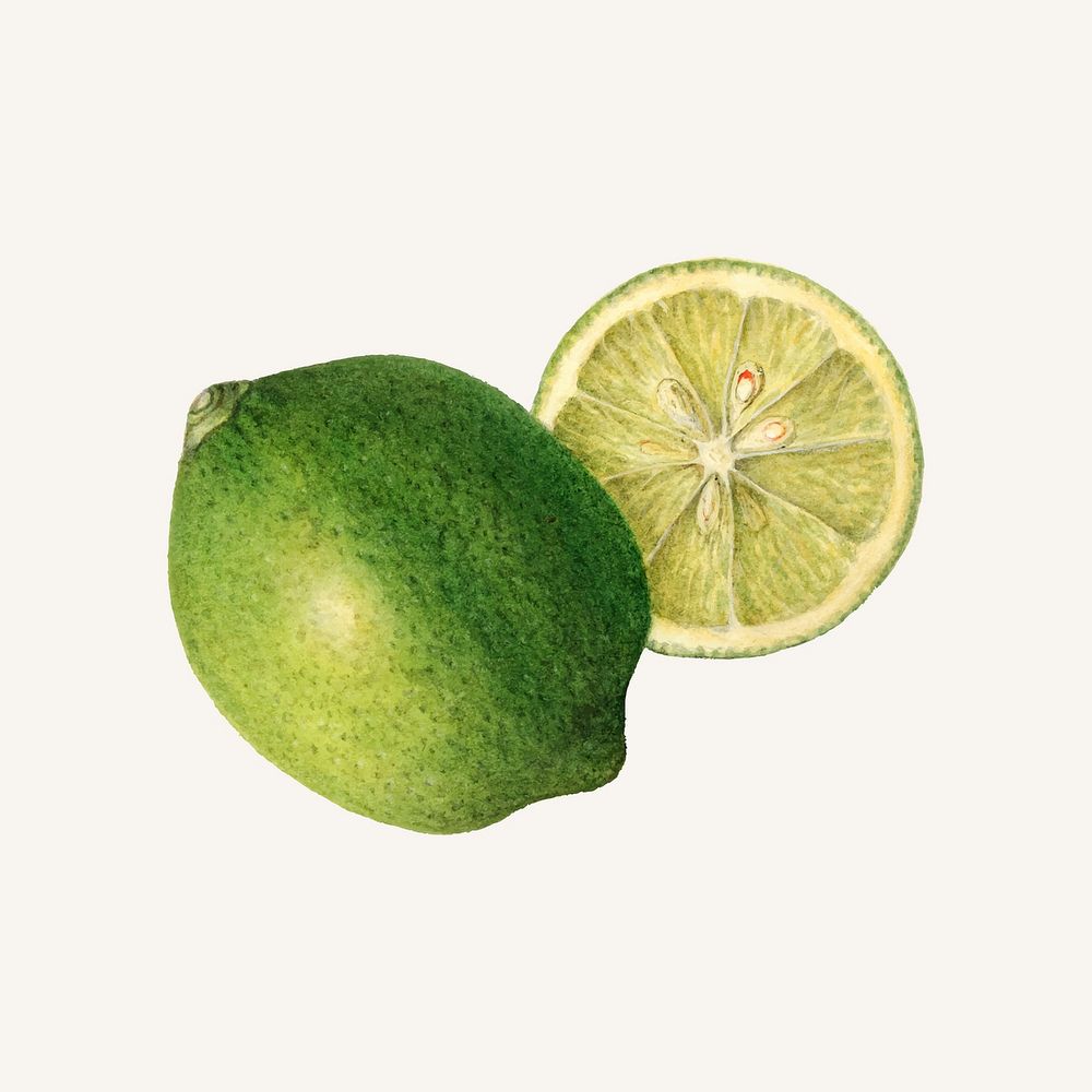 Vintage green lemons illustration vector. Digitally enhanced illustration from U.S. Department of Agriculture Pomological…