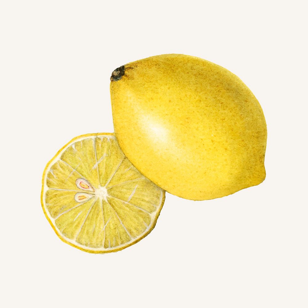 Vintage ripe lemons illustration vector. Digitally enhanced illustration from U.S. Department of Agriculture Pomological…