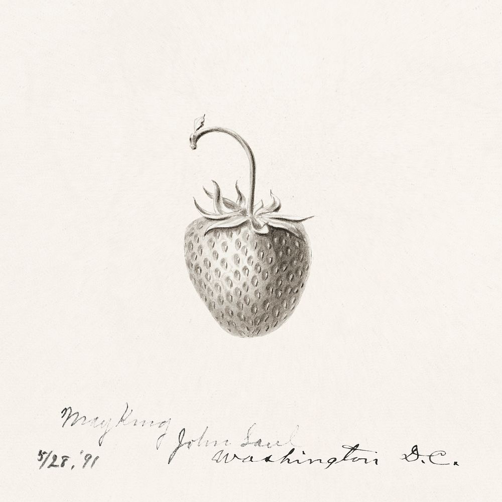 Vintage strawberry illustration mockup. Digitally enhanced illustration from U.S. Department of Agriculture Pomological…