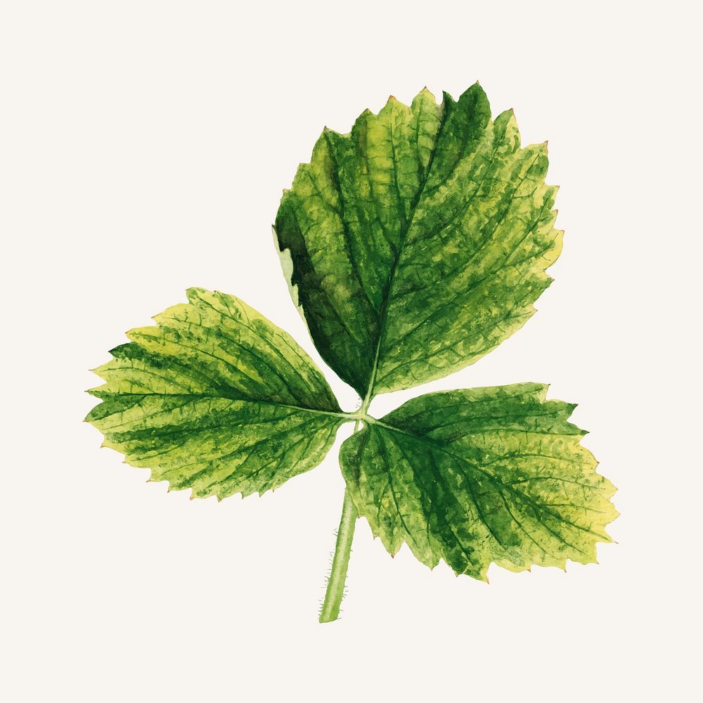 Vintage strawberry leaves illustration vector. Digitally enhanced illustration from U.S. Department of Agriculture…