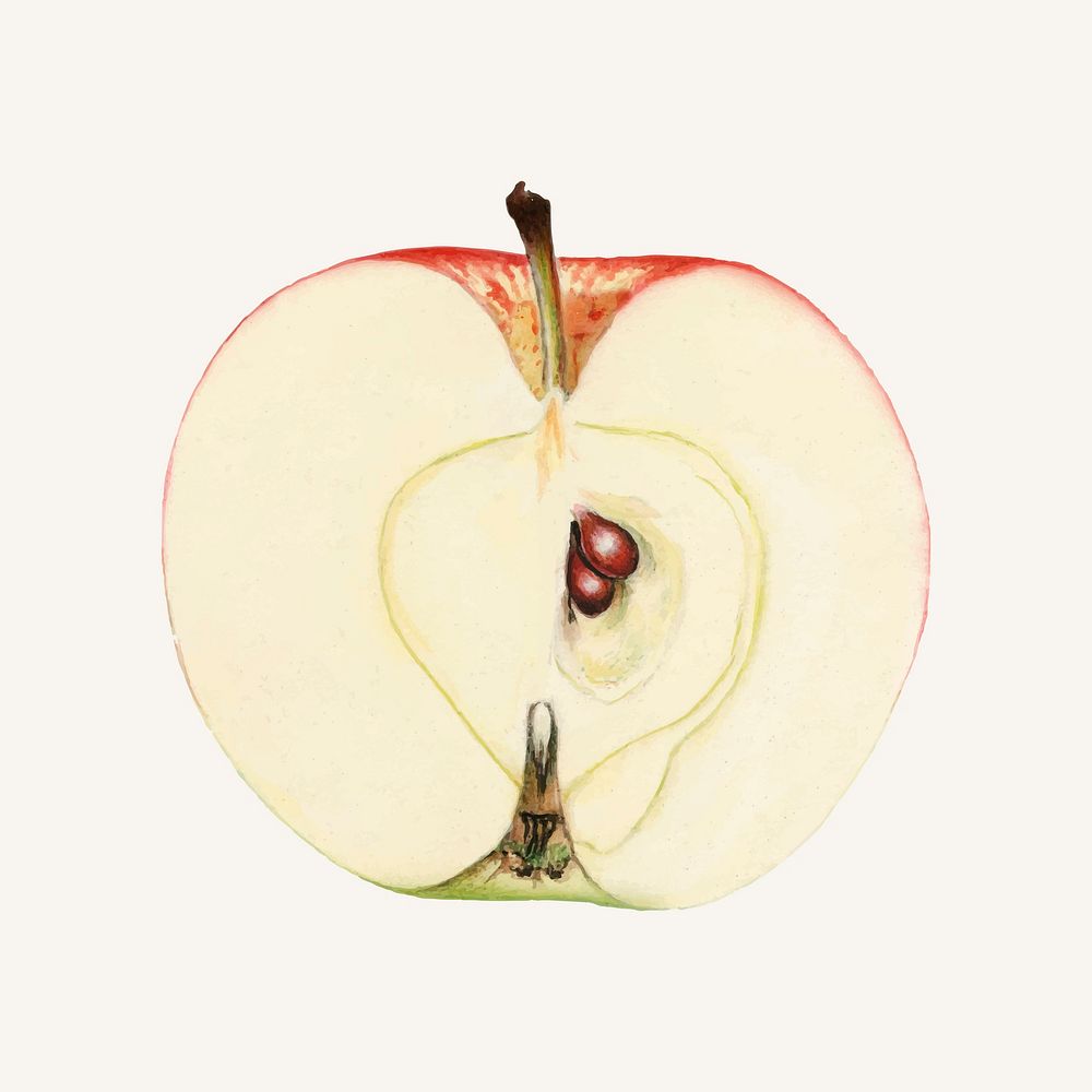 Vintage apple illustration vector. Digitally enhanced illustration from U.S. Department of Agriculture Pomological…