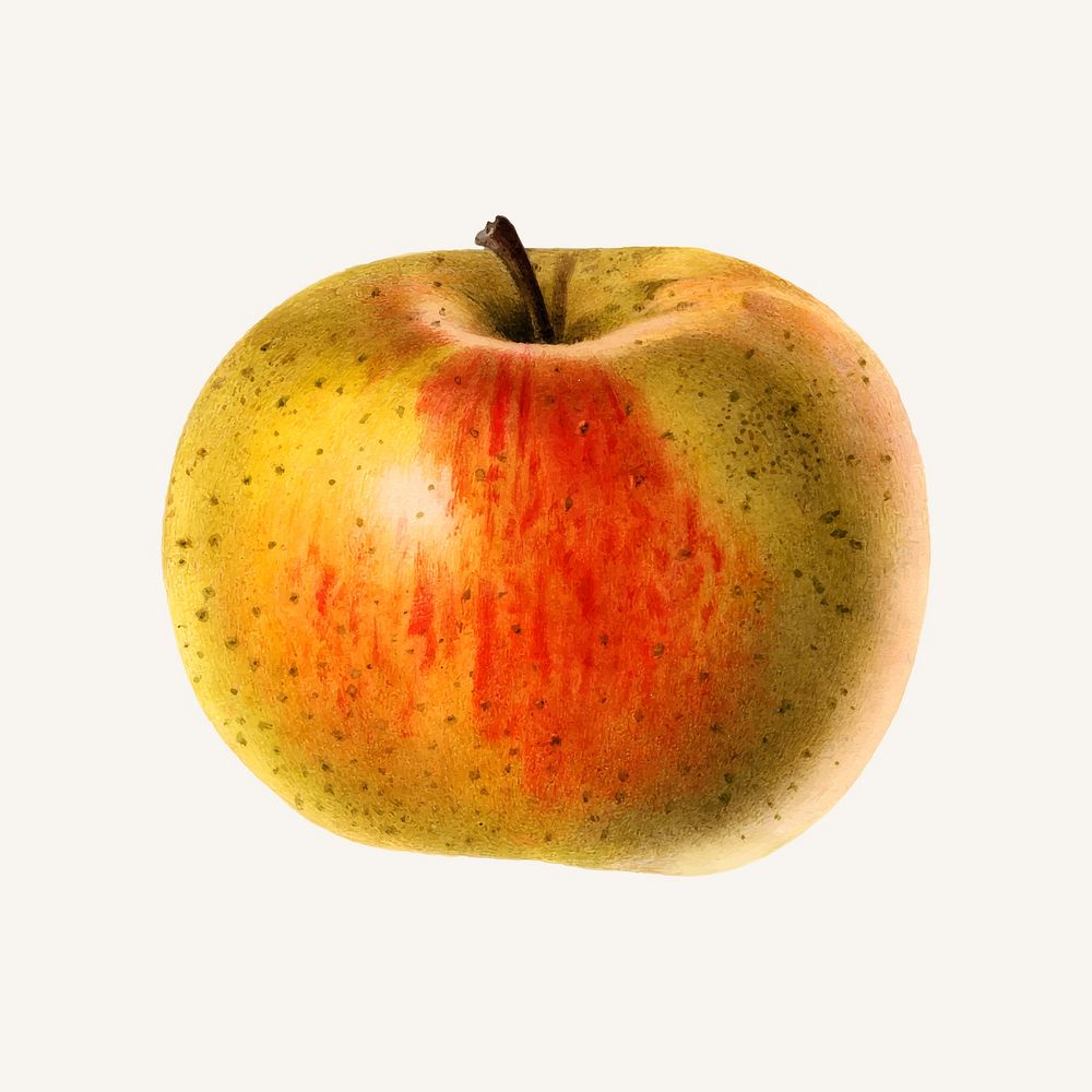 Vintage apple illustration vector. Digitally enhanced illustration from U.S. Department of Agriculture Pomological…