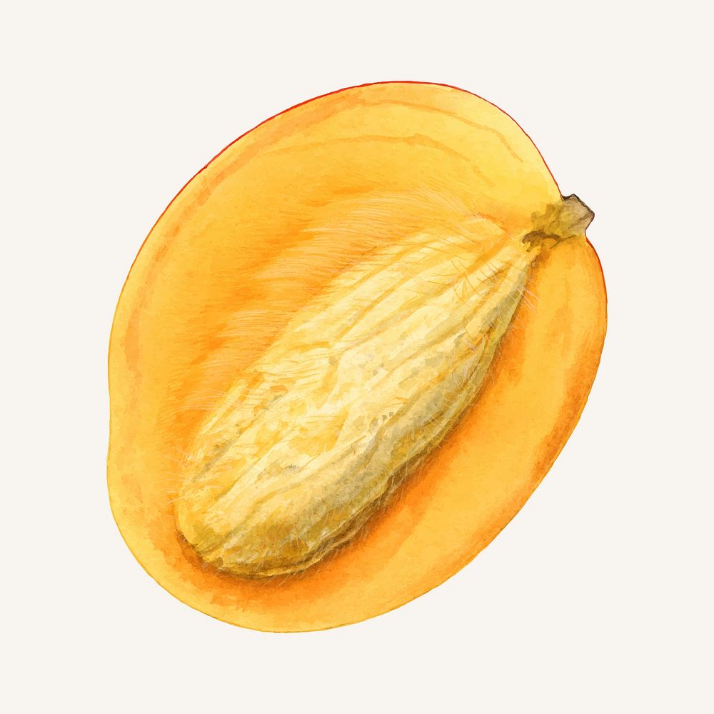 Vintage mango illustration vector. Digitally enhanced illustration from U.S. Department of Agriculture Pomological…