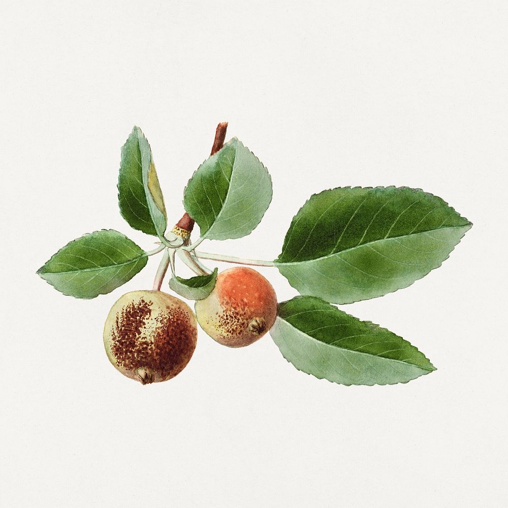 Vintage apple branch illustration. Digitally enhanced illustration from U.S. Department of Agriculture Pomological…
