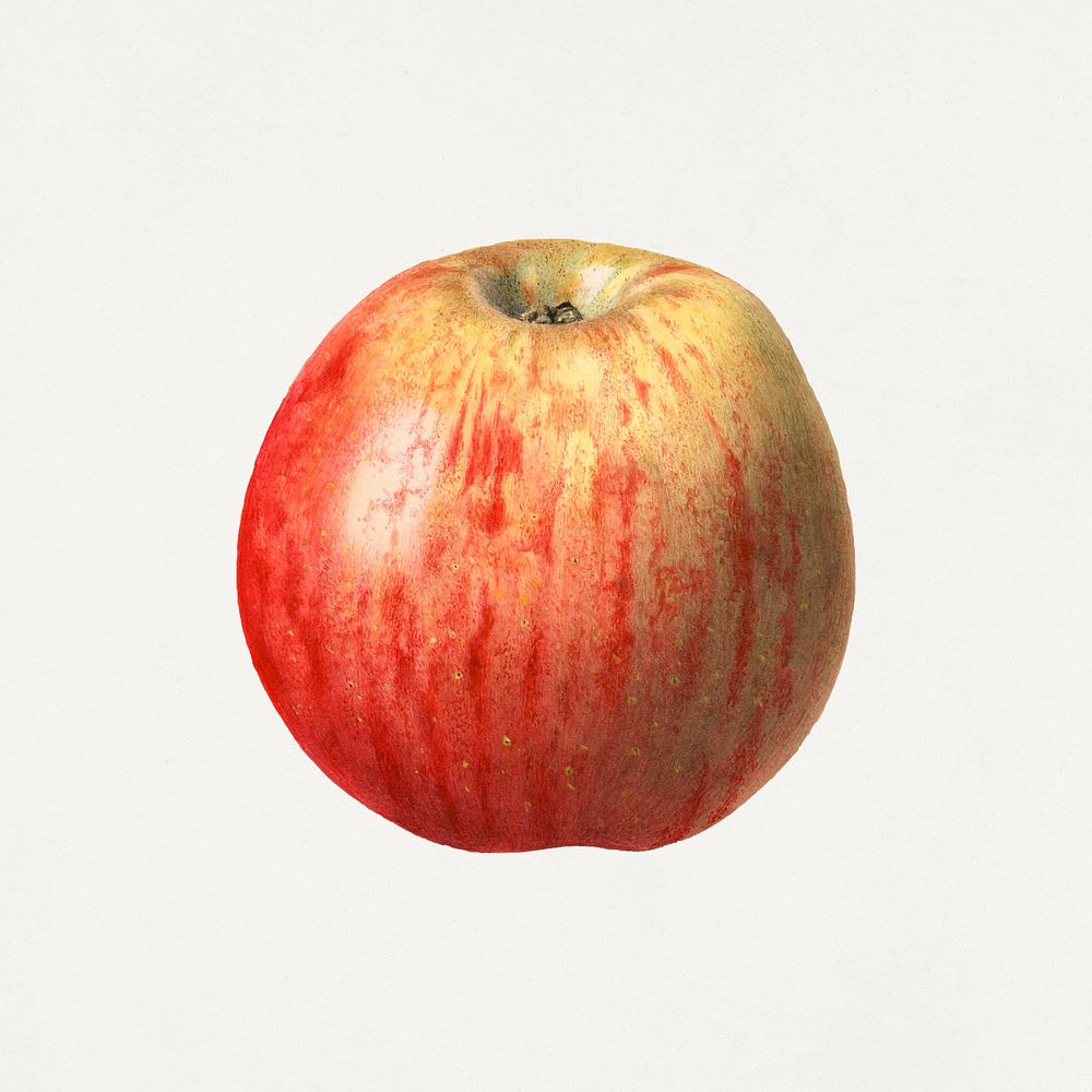 Vintage red apple illustration mockup. Digitally enhanced illustration from U.S. Department of Agriculture Pomological…