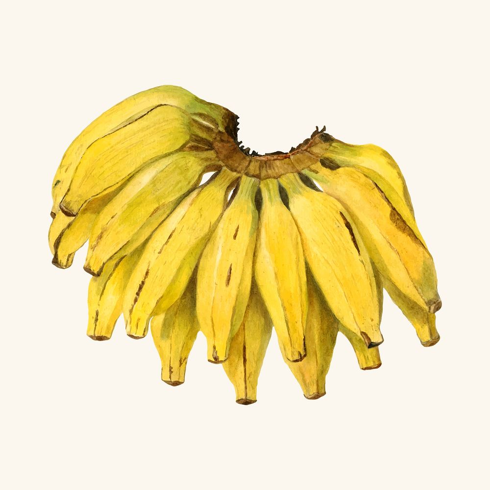 Vintage bananas illustration vector. Digitally enhanced illustration from U.S. Department of Agriculture Pomological…